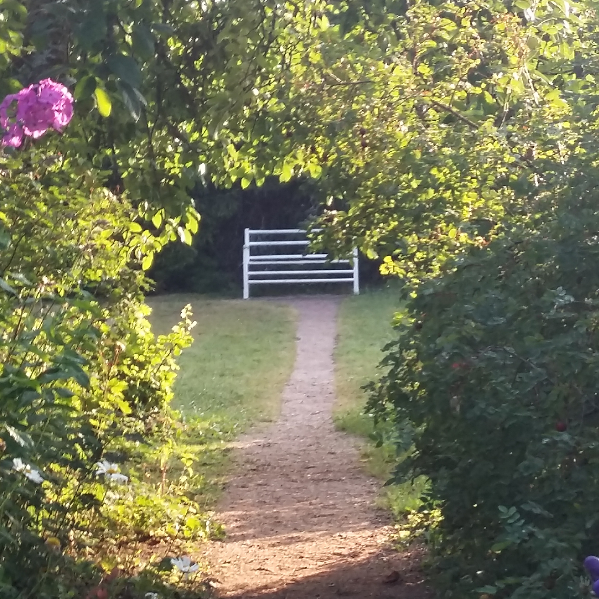 Valkoinen puutarhapenkki, jota vehreät pensaat kehystävät. Aurinko paistaa, kuvan keskellä on hiekkakäytävä.