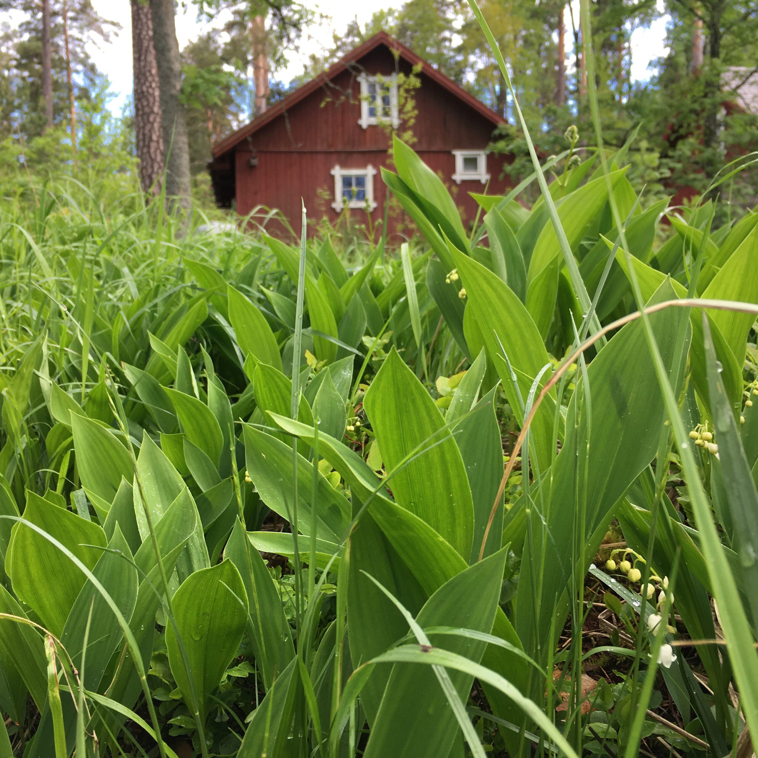 Kieloja, taustalla punamullattu vajarakennus Ainolassa.