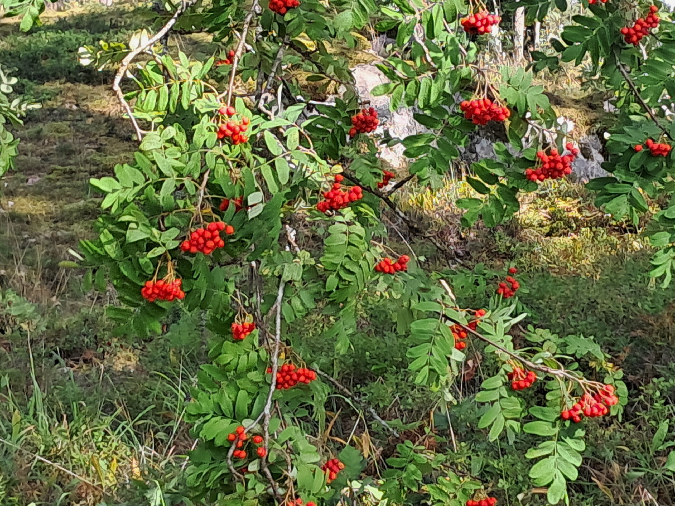 Pihlaja, jonka oksilla on punaisena hehkuvia pihlajanmarjaterttuja.