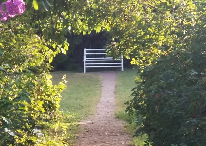 Valkoinen puutarhapenkki, jota vehreät pensaat kehystävät. Aurinko paistaa, kuvan keskellä on hiekkakäytävä.